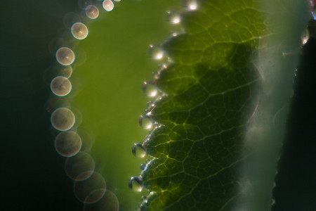 Jarní rosa v Pardubicích