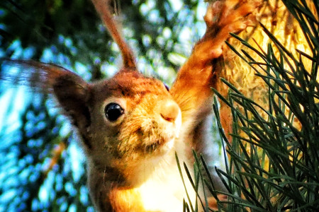 Kamarádka z Tyršových sadů