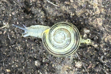 Hlemýžď na procházce