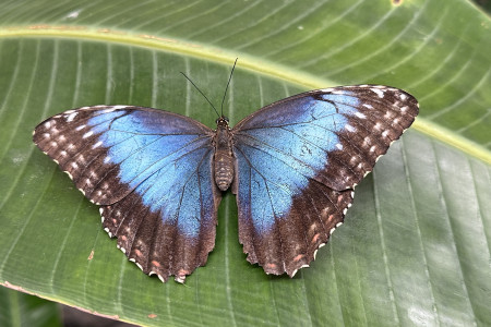 Motýli již se líhnou