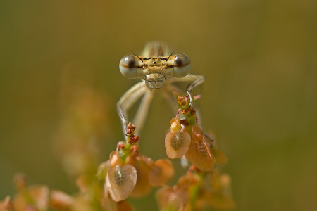 šidélko z Pardubic