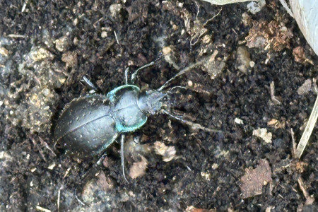 Střevlík na procházce